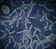 Lactobacillus Reuteri