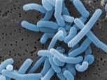 Lactobacillus Paracasei